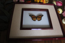 Load image into Gallery viewer, Monarch Butterfly Frame

