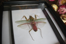 Load image into Gallery viewer, Rhombodera basalis Mantis Frame
