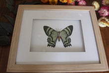 Load image into Gallery viewer, Alcides orontes Moth Frame
