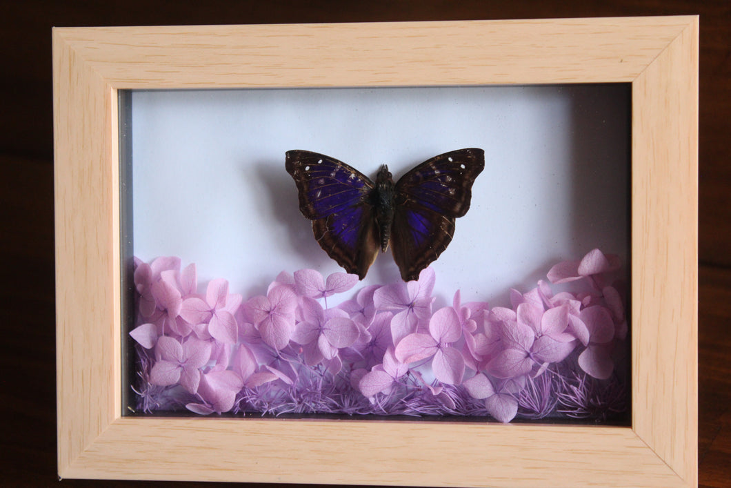 Doxocopa Butterfly Frame