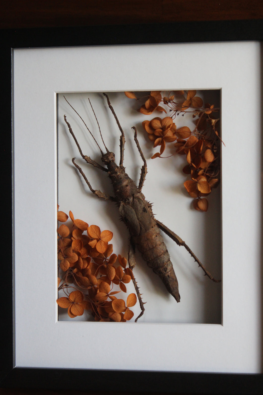 Spiny Stick Insect Frame