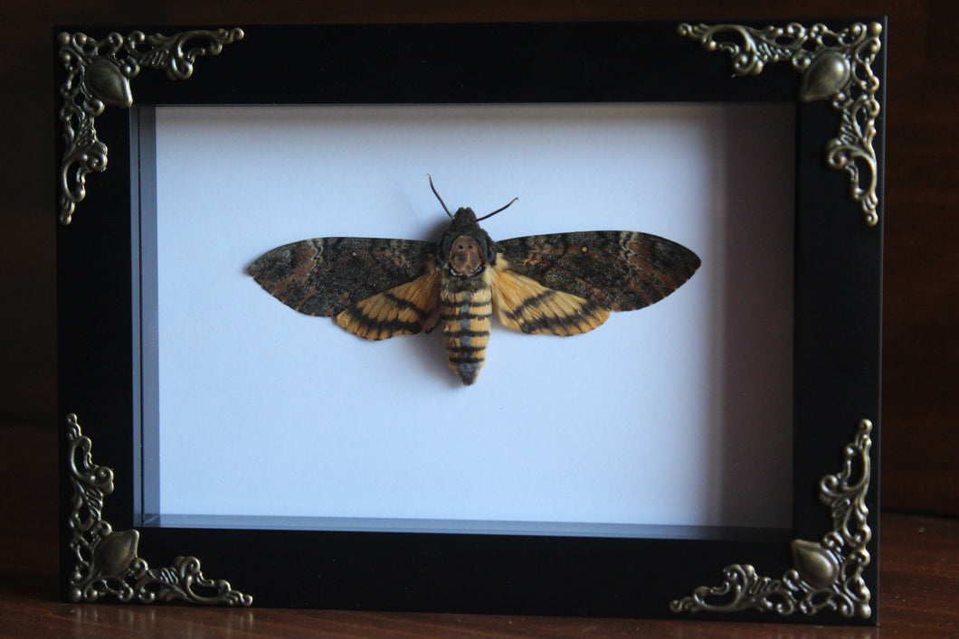 Death's-head moth Frame